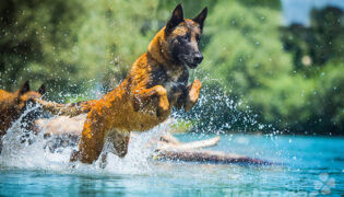 Hund läuft durch blaues Wasser im Sommer, ein Hitzschlag ist bei viel Aktivität nicht ausgeschlossen.