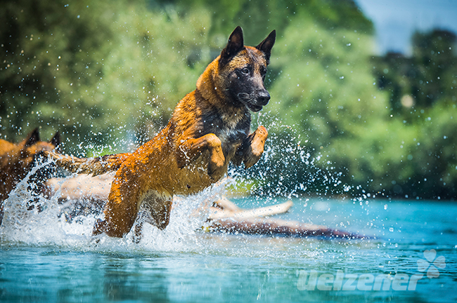 Hund läuft durch blaues Wasser im Sommer, ein Hitzschlag ist bei viel Aktivität nicht ausgeschlossen.