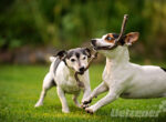2 Jack Russel Terrier spielen zusammen auf der grünen Wiese mit einem Seil.