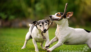 2 Jack Russel Terrier spielen zusammen auf der grünen Wiese mit einem Seil.