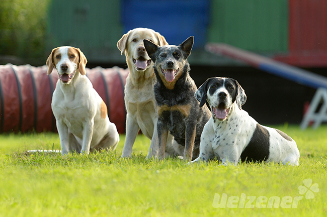 Auf einer grünen Wiese sitzen vier hunde bereit für den spaß in der hundeschule