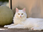 Die türkische Angora Katze liegt auf der Terrasse vor einer Tonkugel.