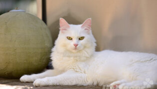 Die türkische Angora Katze liegt auf der Terrasse vor einer Tonkugel.