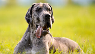 Deutsche Dogge liegt auf einer grünen Wiese mit der Zunge aus dem Maul und schaut sanftmütig.