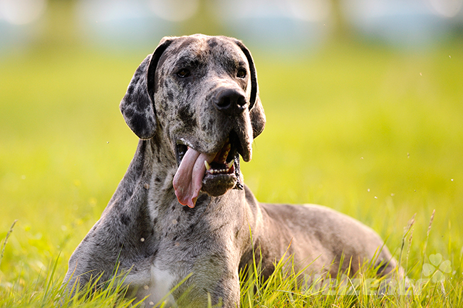 Deutsche Dogge liegt auf einer grünen Wiese mit der Zunge aus dem Maul und schaut sanftmütig.