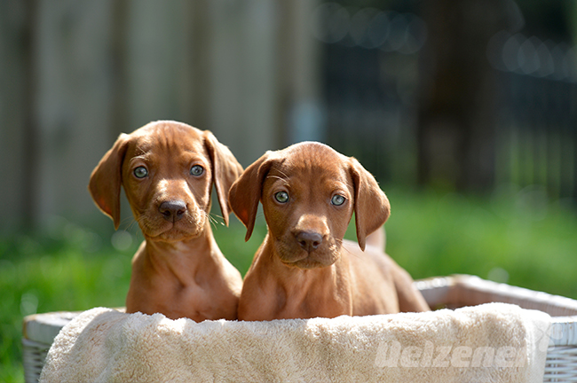Zwei Welpen sitzen draußen im Körbchen bei Sonne, wer wird der erste Hund für den neuen Besitzer sein.