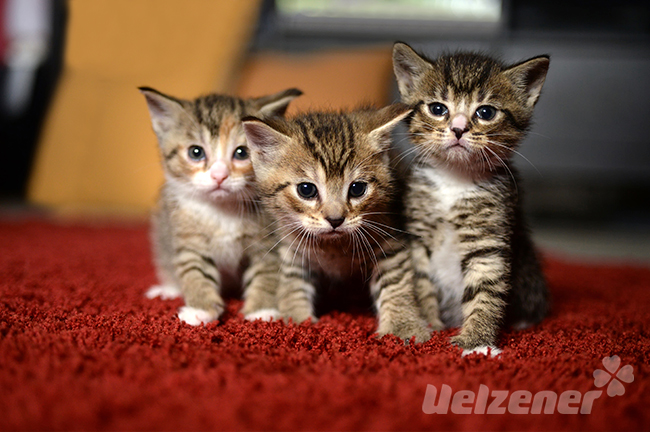 3 kleine Katzen sitzen auf dem Teppich, einen passenden Katzennamen zu finden ist garnicht so leicht.