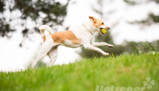 Ein braun weißer Hund läuft mit einem gelbem Ball im Maul über die grüne Wiese. Er spielt Flyball