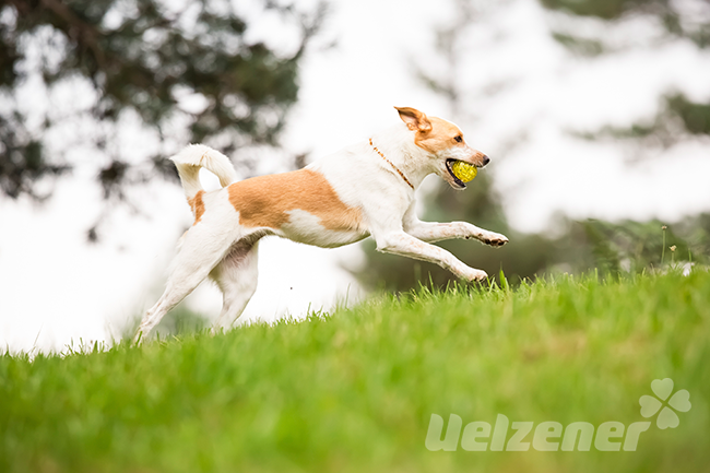 Braun weißer hund rennt mit gelbem ball im maul über die wiese er spielt Flyball Hundesport