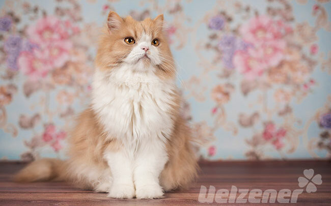 Ein hellbraun weiße Katze mit langem Fell sitzt auf einem Holztisch. Bei Katzen mit langen Haaren ist das Bürsten dieser essentiell.