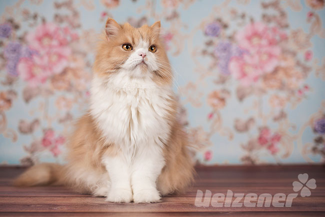 Ein hellbraun weiße Katze mit langem Fell sitzt auf einem Holztisch. Bei Katzen mit langen Haaren ist das Bürsten dieser essentiell.