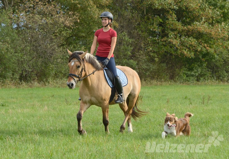 Eine Frau reitet mit ihrem Pferd über eine grüne Wiese, mit dabei ist ihr Reitbegleithund.