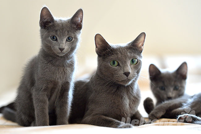 3 Russisch Blau Katzen sitzen nebeneinander auf dem Sofa.
