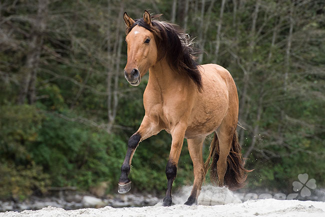 Ein hellbraunes Mustang-Pferd galoppiert durch einen winterlichen Wald. Der Boden ist vom Schnee weiß bedeckt.