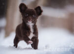 Ein kleiner brauner Hund läuft durch den tiefen Winterschnee. Ob da Hundeschuhe nicht eine praktische Ergänzung wären?