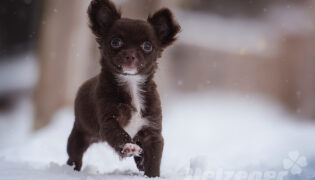 Kleiner Hund läuft aufgeregt noch ohne Hundeschuhe durch den Schnee.