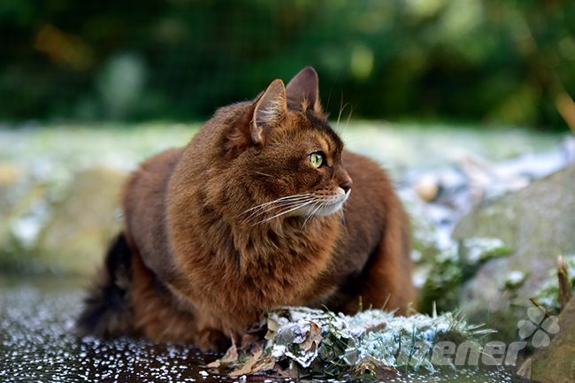 Eine Katze sitzt auf gefrorenem Boden, die Kälte macht ihr nicht viel aus. Katzen frieren nicht so schnell.