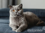 Eine graue Katze liegt auf dem Sofa alles ist voller Katzenhaare, ihr Fellwechsel steht an.