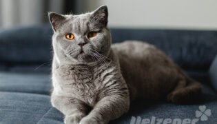 Eine graue Katze liegt auf dem Sofa alles ist voller Katzenhaare, ihr Fellwechsel steht an.