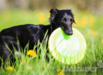Ein kleiner schwarzer Hund sitzt auf einer Blumenwiese. Er hat eine grüne Frisbee im Mund die viel zu groß erscheint.