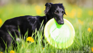 Ein kleiner schwarzer Hund sitzt auf einer Blumenwiese. Er hat eine grüne Frisbee im Mund die viel zu groß erscheint.