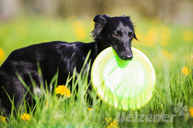 kleiner schwarzer hund hat eine viel zu große Hundefrisbee im maul sitzt im grünen gras zwischen löwenzahn