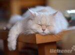 Eine weiße Katze liegt müde auf dem Wohnzimmertisch, die Zeit Umstellung hat ihr zu schaffen gemacht.