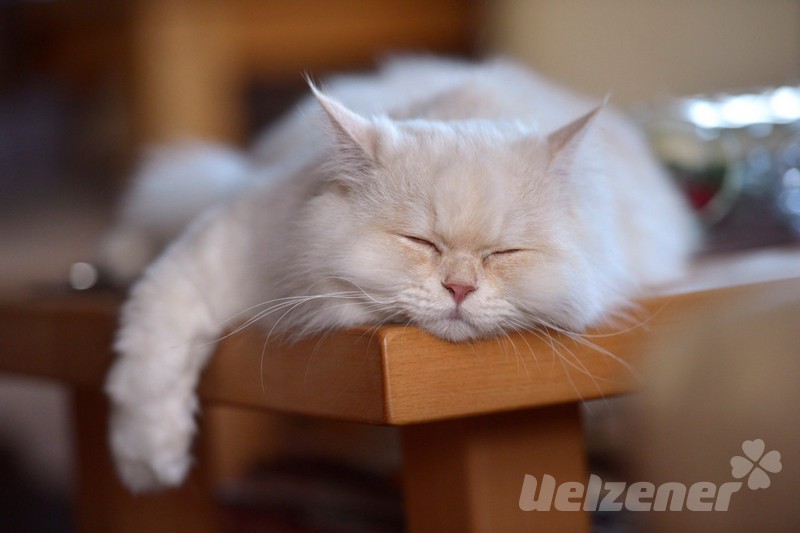 Eine weiße Katze liegt müde auf dem Wohnzimmertisch, die Zeit Umstellung hat ihr zu schaffen gemacht.