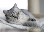 Eine graue Hauskatze liegt entspannt auf einer Decke.