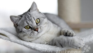 Eine graue Hauskatze liegt entspannt auf einer Decke.