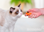 Eine Katze schaut fasziniert auf das Spielzeug in der Hand des Menschen.