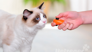 Eine Katze schaut fasziniert auf das Spielzeug in der Hand des Menschen.