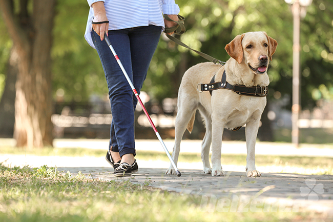 Blindenhund führt sehbehinderte Person im Park sicher durch den Alltag.