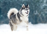 Ein schwarz weißer Husky springt freudig durch den hohen Schnee.