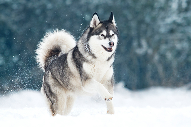 Ein schwarz weißer Husky springt freudig durch den hohen Schnee.
