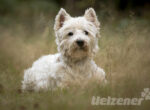Kleiner West Highland Terrier sitzt in hohem Gras mit aufgestellten Ohren.