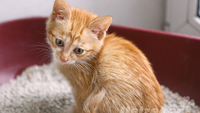 Katze beißt das kannst Du dagegen tun! Uelzener