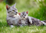 Zwei Europäische Kurzhaar Katzen liegen im Sonnenschein auf dem Rasen.