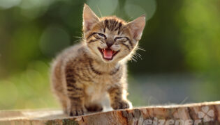 Eine kleine Katze sitzt auf einem Baumstumpf und gibt verschiedene Laute von sich. Sie miaut faucht und knurrt.