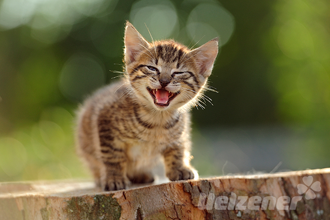 Eine kleine Katze sitzt auf einem Baumstumpf und gibt verschiedene Laute von sich. Sie miaut faucht und knurrt.