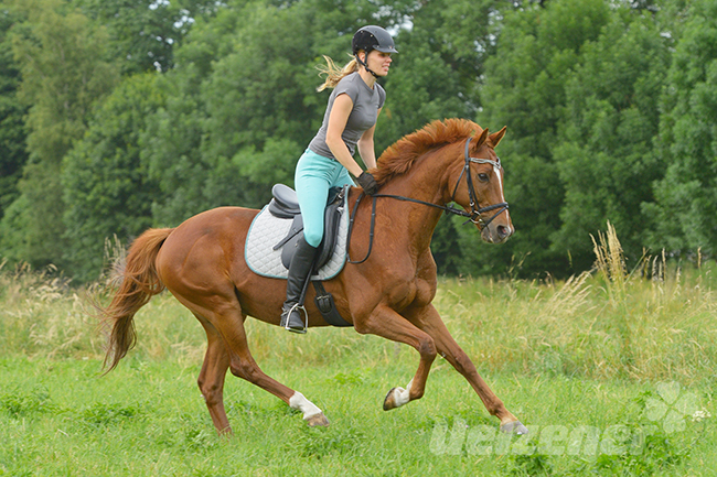 Eine Frau macht mit ihrem Pferd ein Intervalltraining auf der Weide, um seine Muskeln zu stärken.