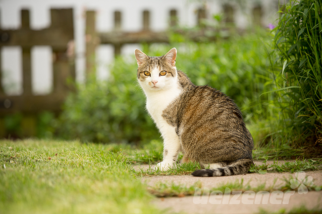 Junge Katze sitzt im Blumenbeet des Nachbarsgarten, da ist es besonders gemütlich.