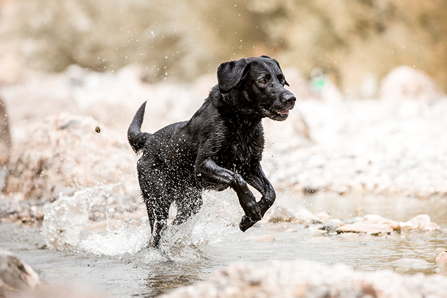 Schwarzer Labrador springt freudig erregt durchs Wasser.