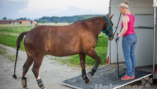 Equine infektiöse Anämie – Blutarmut bei Pferden | Uelzener