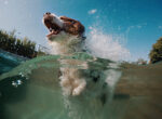 Ein Hund schwimmt freudig durchs Wasser. Im Sommer sollte jedoch auf Blaualgen aufgepasst werden.