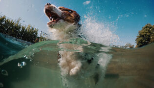 Hund schwimmt im Wasser, im Sommer muss auf Blaualgen geachtet werden.