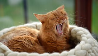 Eine Katze gähnt ausgelassen, der Mundgeruch den sie hat weist auf Probleme im Mund- Rachenraum hin.