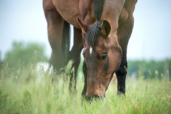 Eine ausgewogene Fütterung bei Pferden kann Hufrehe vorbeugen