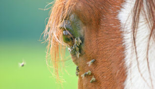 Ein Pferd hat viele Fliegen an dem Auge, ein Insektenschutz ohne Chemie würde hier helfen.