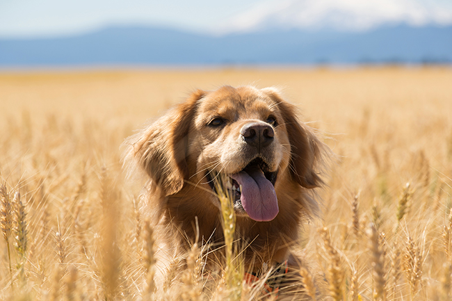 Hund sitzt im Kornfeld unter blauem Himmel, häufig fangen sich Hunde hier Grannen ein.